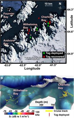 Evidence for Size-Selective Predation by Antarctic Humpback Whales